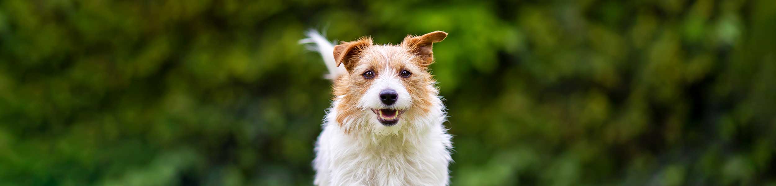 A Jack Russell Terrier in the outdoors