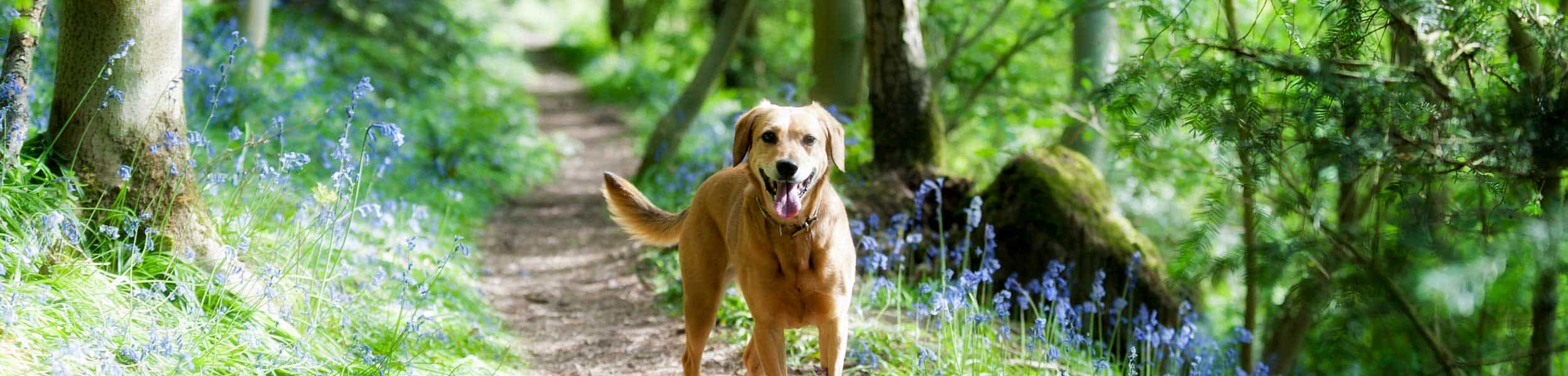 A dog out in the forest