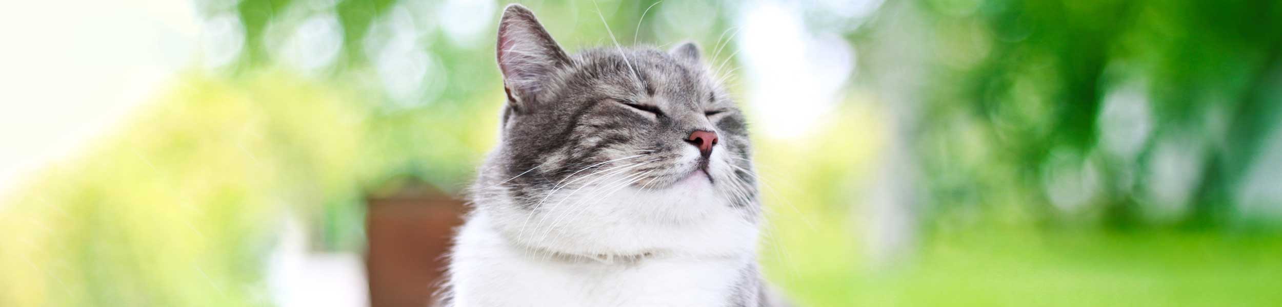 A content cat sitting in the outdoors