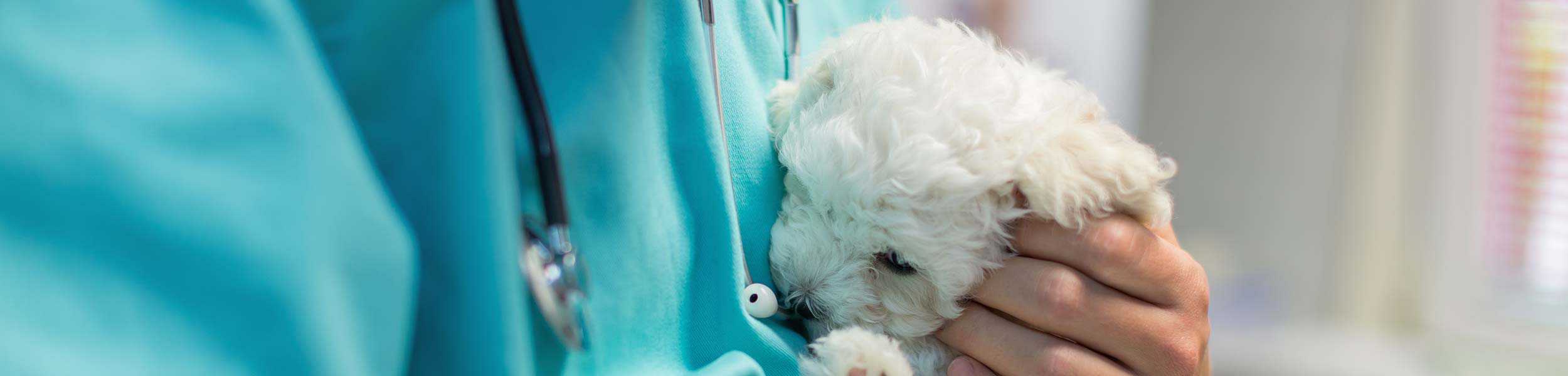 A fluffy white puppy being held by a vet tech