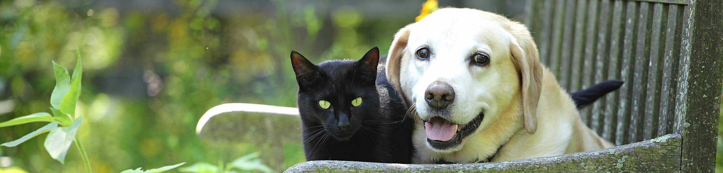 A dog and cat sitting in a lawn chair