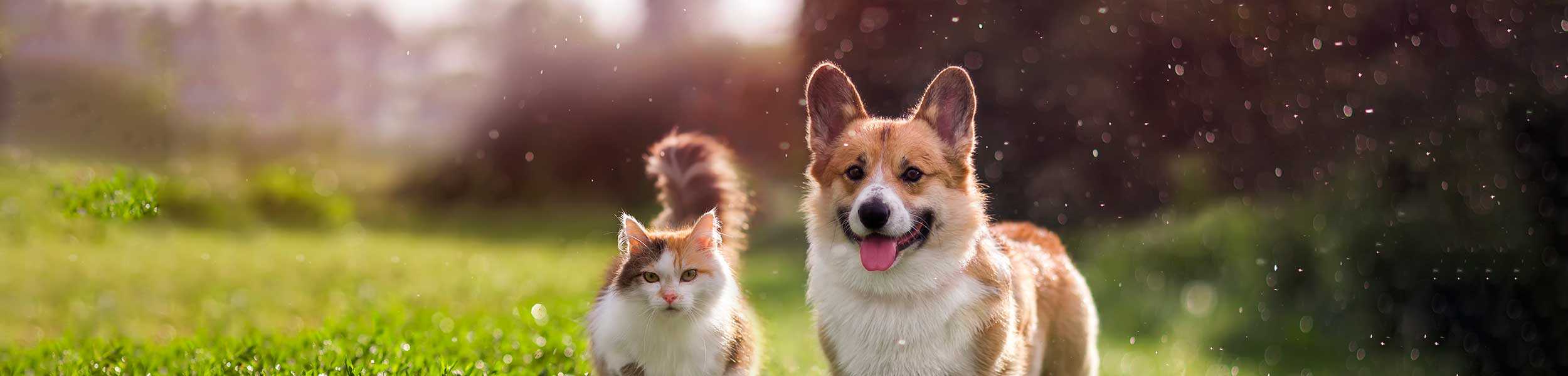 A dog and cat out in a field