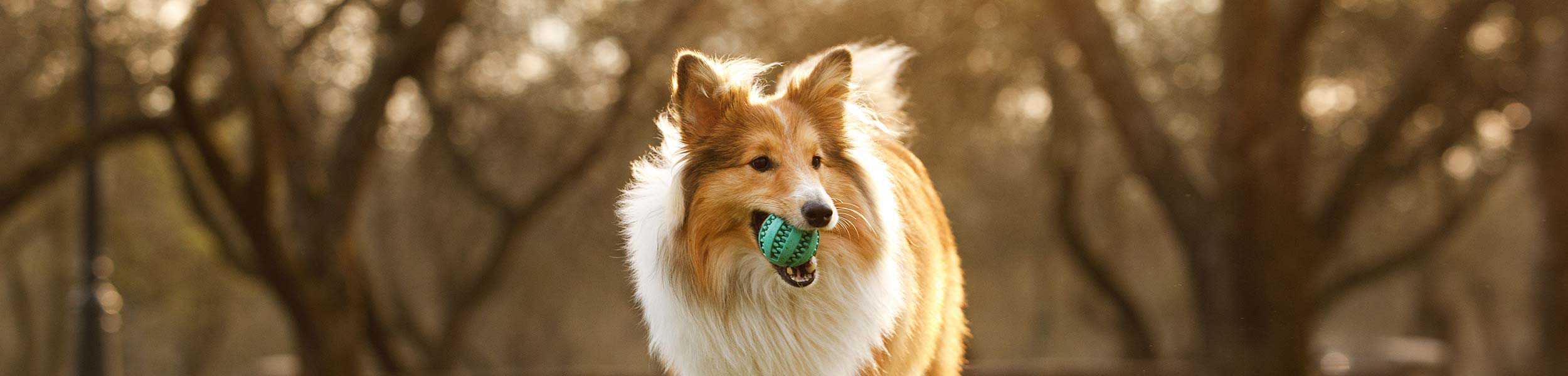 A Sheltie playing with a ball