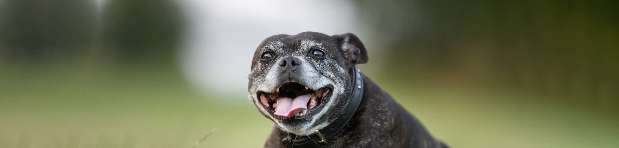 An older dog sitting in the sun