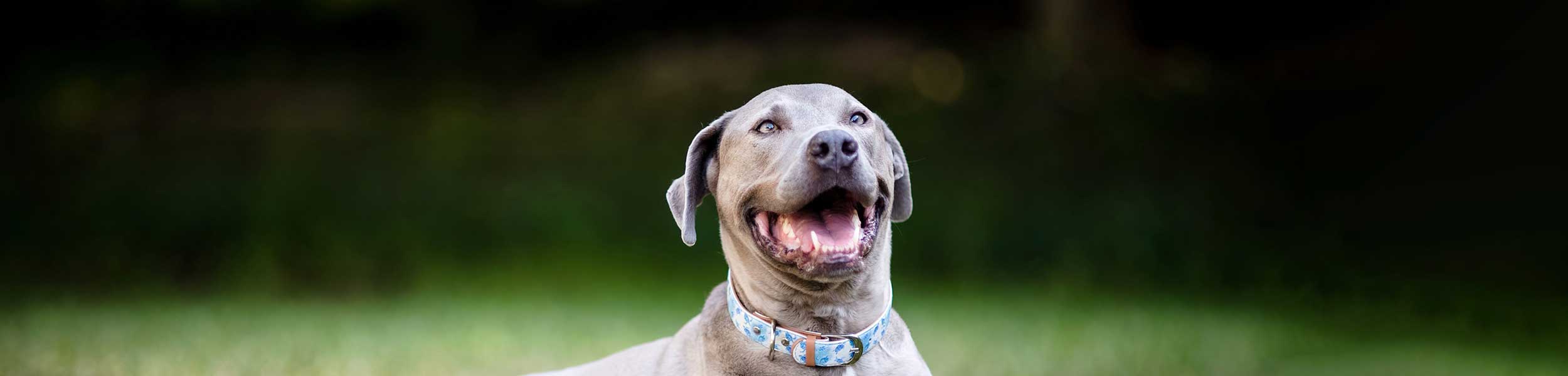 A happy dog outside in a field