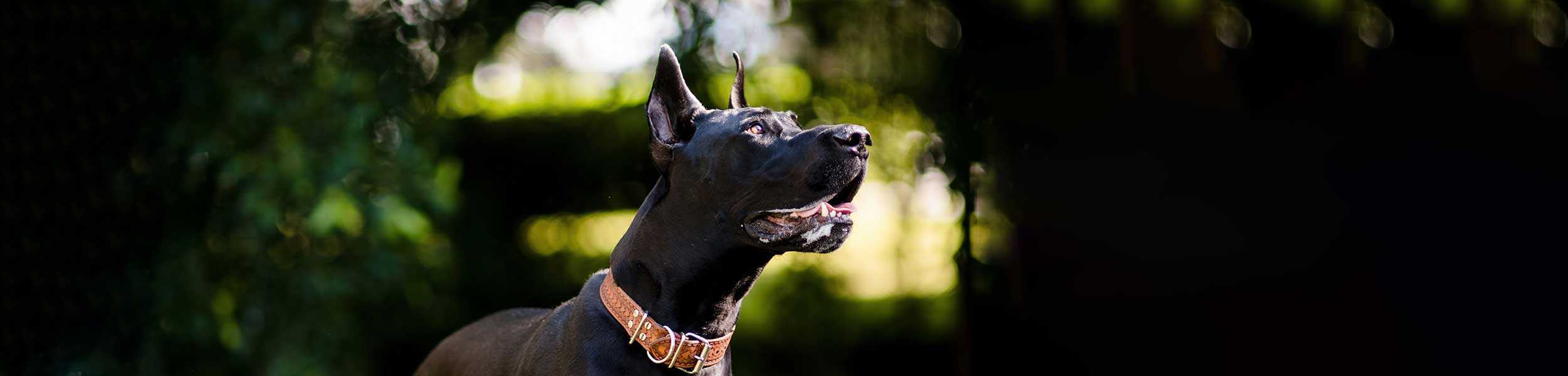 A large black dog in a woods