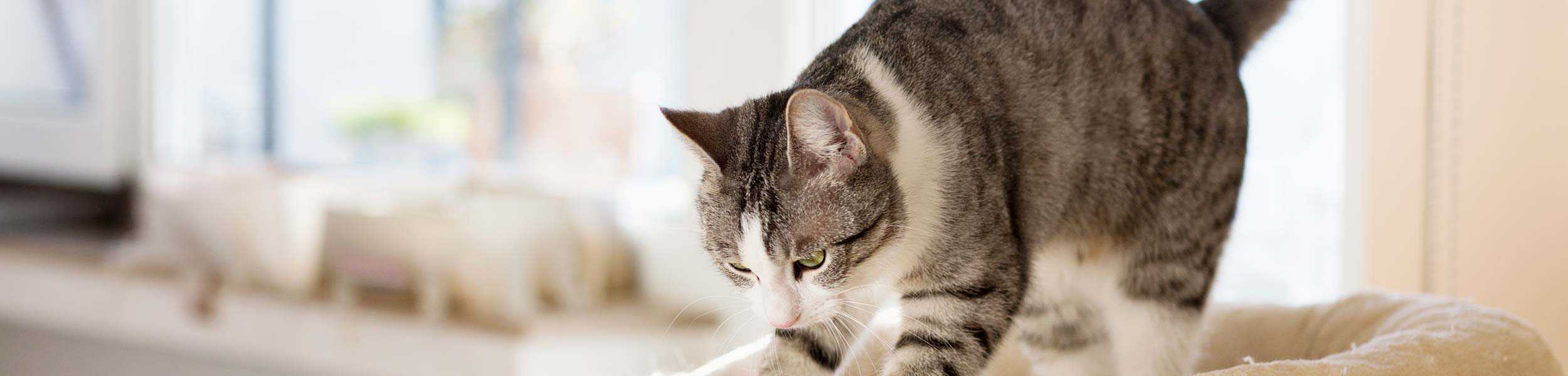 A cat stretching and scratching the floor